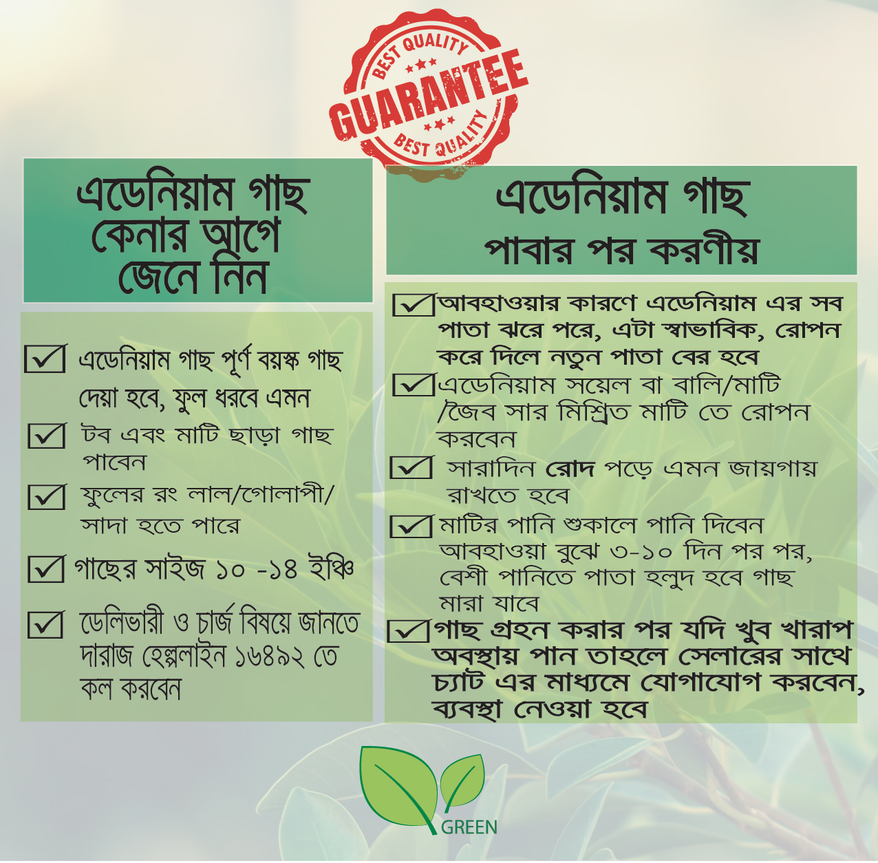 Picture of Adeniam Desert Rose 01 piece blooming stage without pot and soil