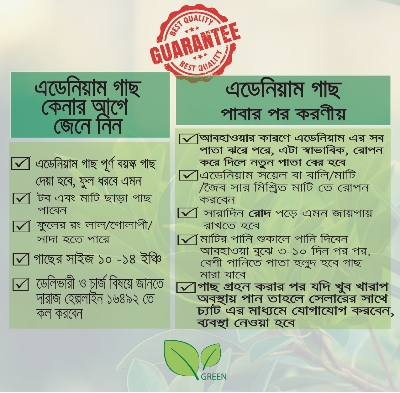 Picture of Adeniam Desert Rose 01 piece blooming stage without pot and soil