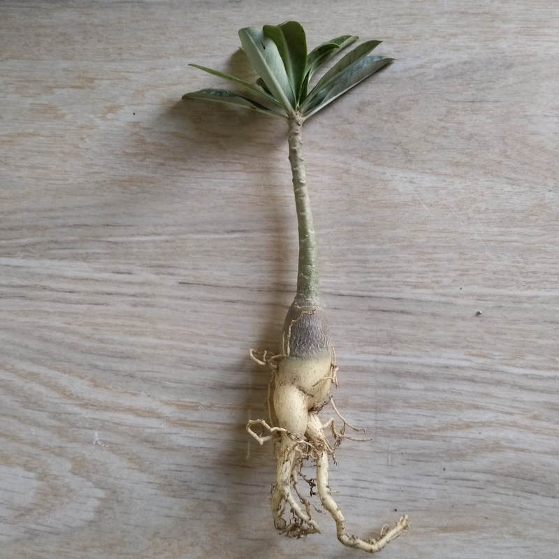 Picture of Adeniam Desert Rose 01 piece blooming stage without pot and soil