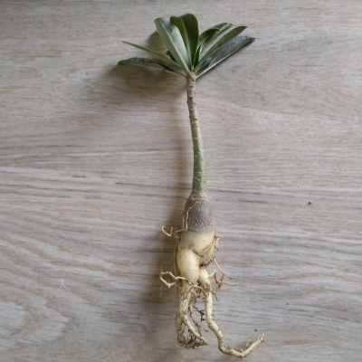 Picture of Adeniam Desert Rose 01 piece blooming stage without pot and soil