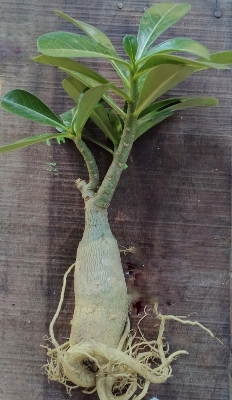 Picture of Adeniam Desert Rose 01 piece blooming stage without pot and soil