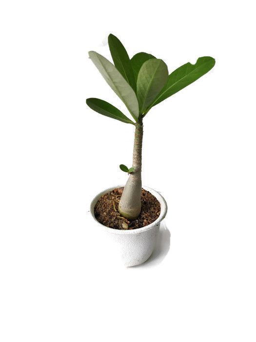 Picture of Adeniam Desert Rose 01 piece blooming stage without pot and soil