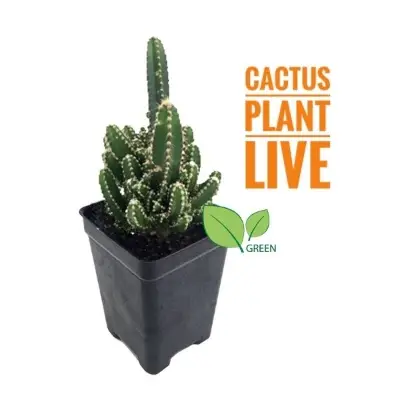 Picture of Fairy Castle cactus plant live- with potting