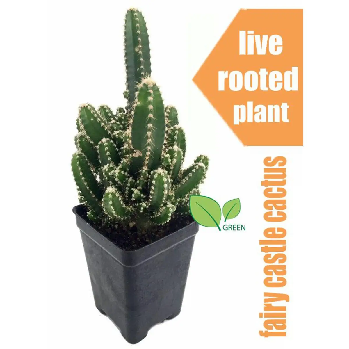 Picture of Fairy Castle cactus plant live- with potting