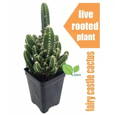 Picture of Fairy Castle cactus plant live- with potting