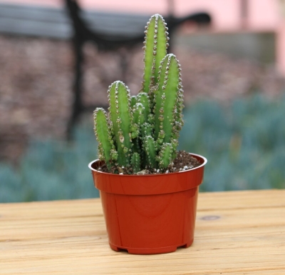 Picture of Fairy Castle cactus plant live- with potting