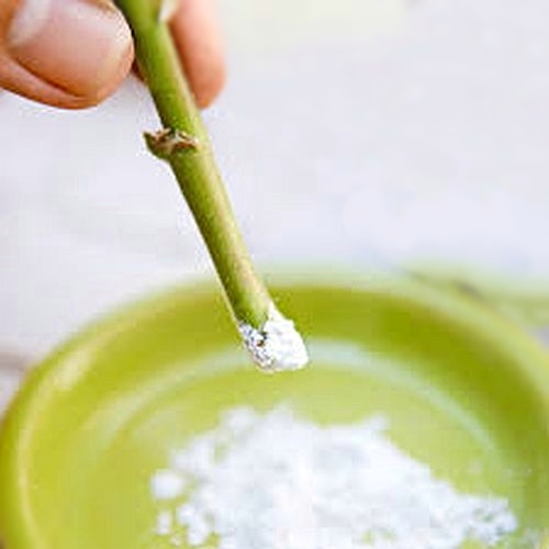 Picture of Cutting Aid rooting promoter 10 grams repack