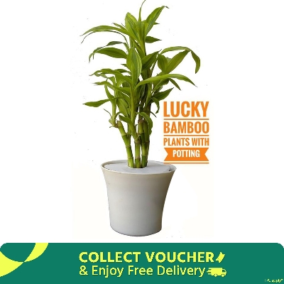 Picture of Lucky bamboo potting set with 06 pcs plant