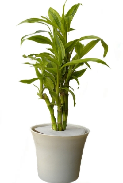 Picture of Lucky bamboo potting set with 06 pcs plant