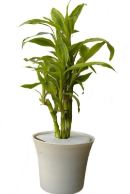 Picture of Lucky bamboo potting set with 06 pcs plant