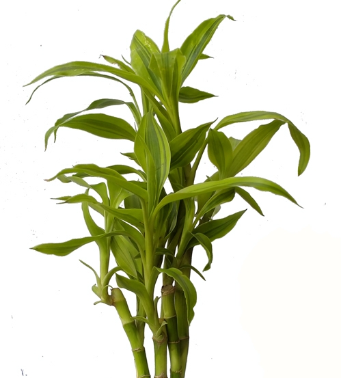 Picture of Lucky bamboo potting set with 06 pcs plant