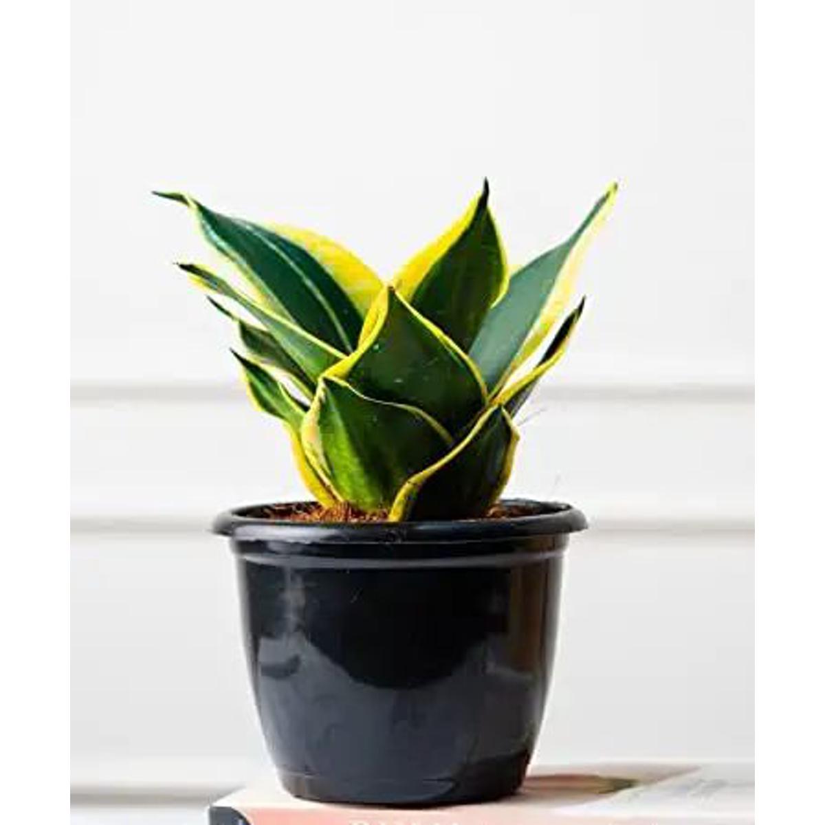 Picture of Snack Plant Variegated Mini (1 Piece) with Potting