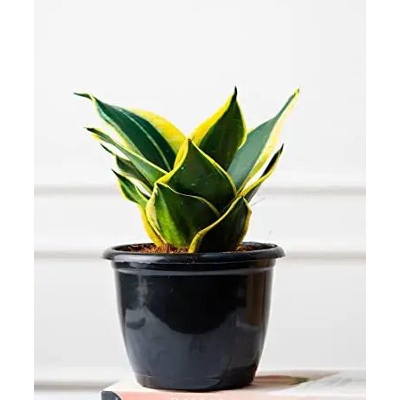Picture of Snack Plant Variegated Mini (1 Piece) with Potting