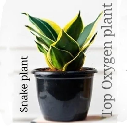 Picture of Snack Plant Variegated Mini (1 Piece) with Potting
