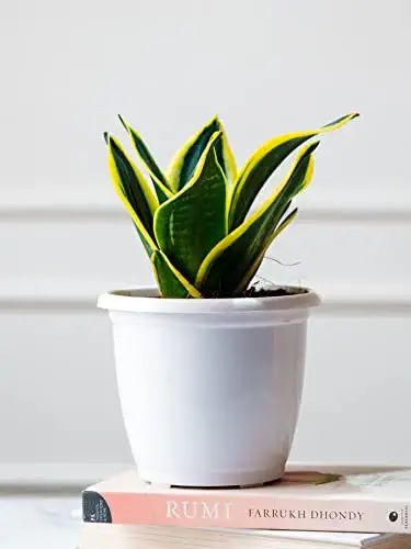 Picture of Snack Plant Variegated Mini (1 Piece) with Potting