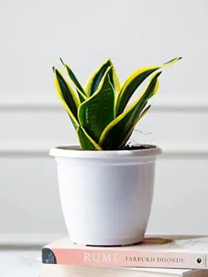 Picture of Snack Plant Variegated Mini (1 Piece) with Potting