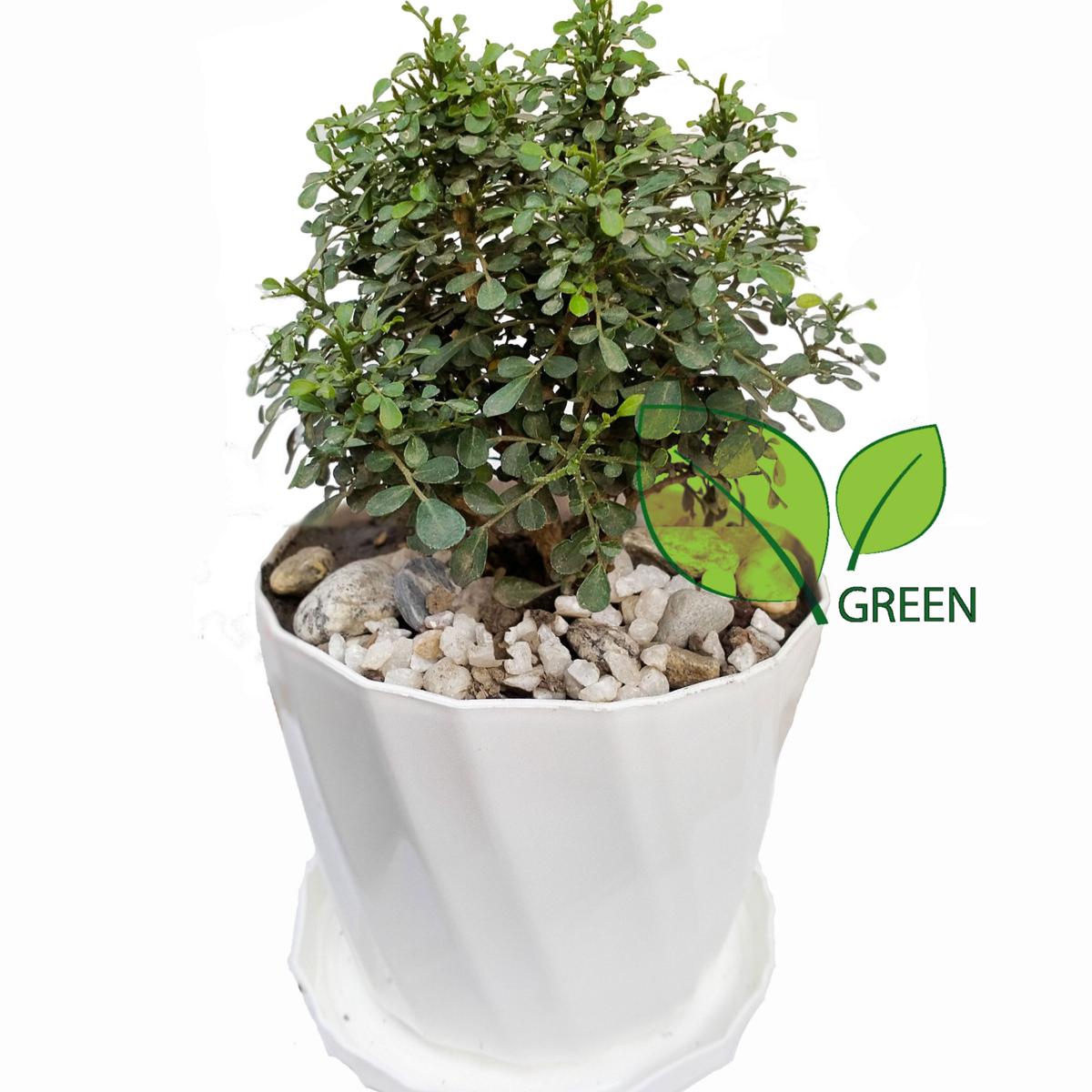 Picture of Table Kamini plant - Bonsai- semi Indoor Plant - with potting