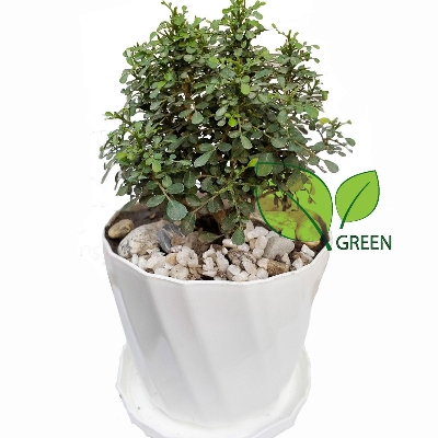 Picture of Table Kamini plant - Bonsai- semi Indoor Plant - with potting