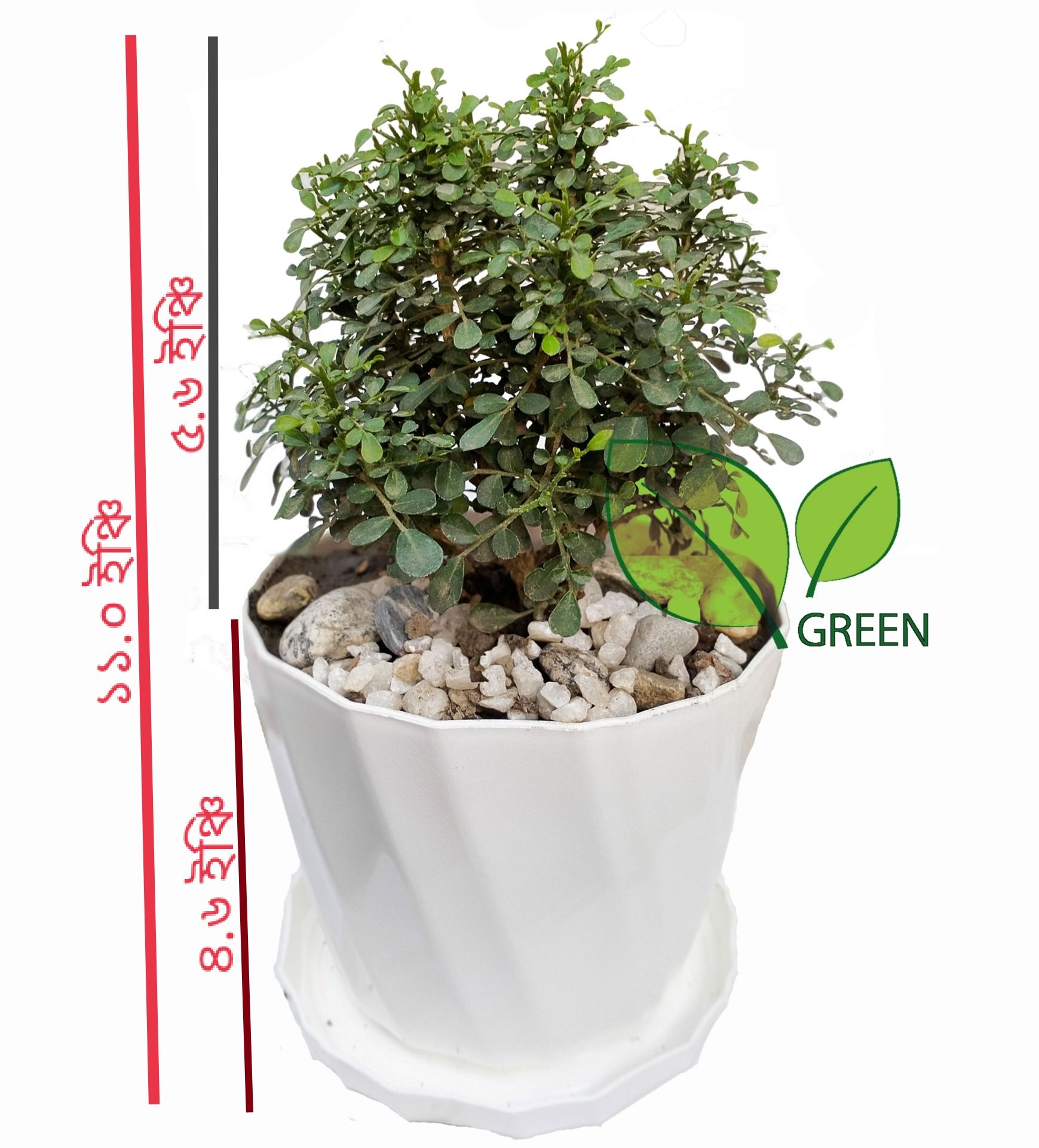 Picture of Table Kamini plant - Bonsai- semi Indoor Plant - with potting