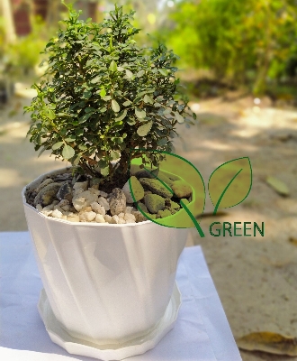Picture of Table Kamini plant - Bonsai- semi Indoor Plant - with potting