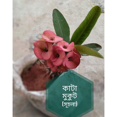 Picture of Katamukut - Euphorbiamilii - Suchona (color changeable)