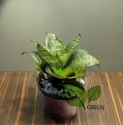 Picture of Snack Plant - Bird nest - with potting