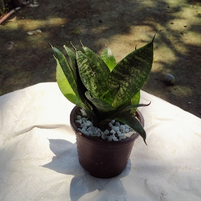 Picture of Snack Plant - Bird nest - with potting