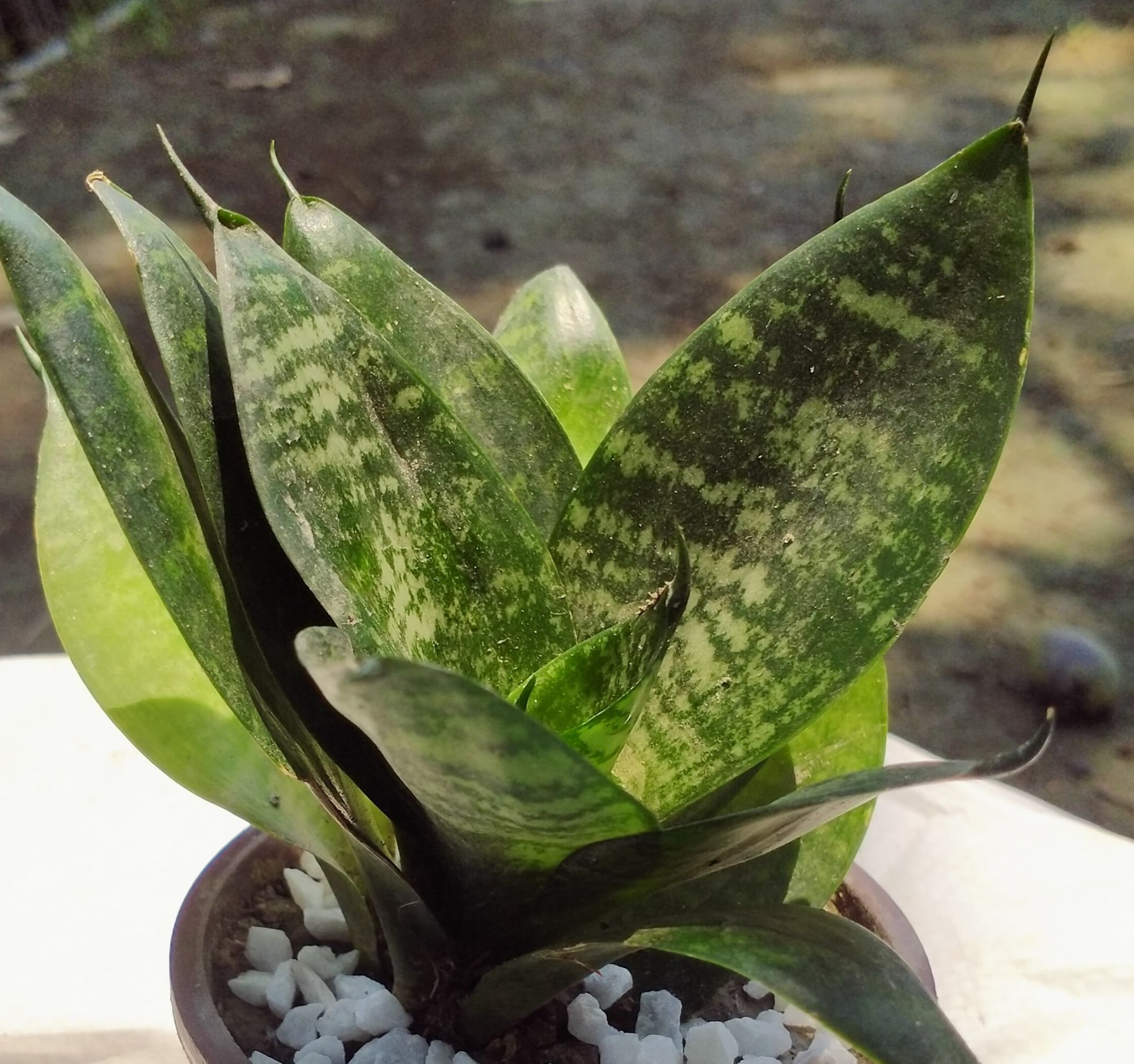 Picture of Snack Plant - Bird nest - with potting