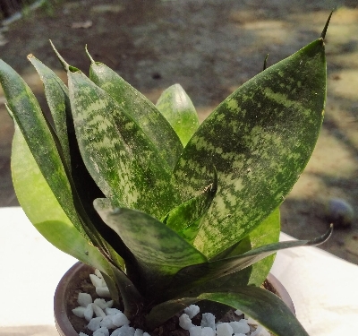 Picture of Snack Plant - Bird nest - with potting