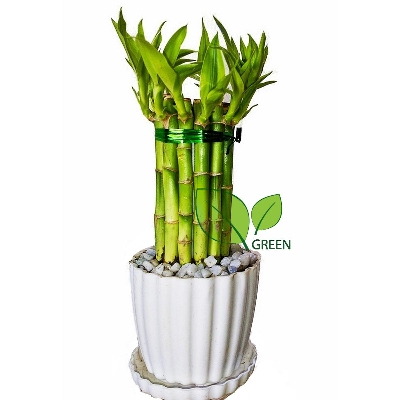 Picture of Lucky Bamboo Plant Design Set with potting
