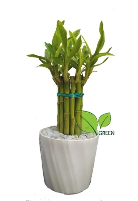Picture of Lucky Bamboo Plant Design Set with potting