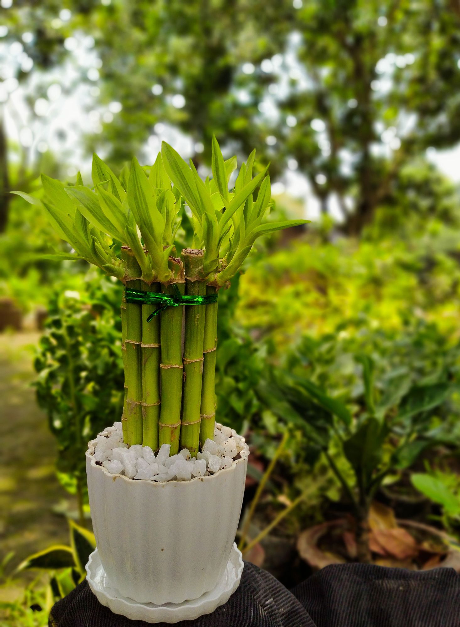 Picture of Lucky Bamboo Plant Design Set with potting