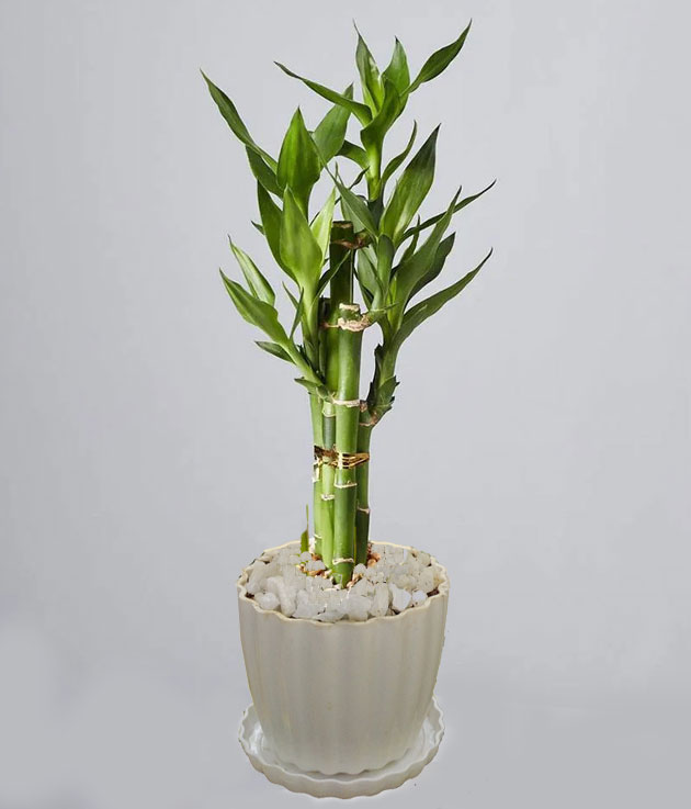 Picture of Lucky Bamboo plant design set 05 pcs plant with potting