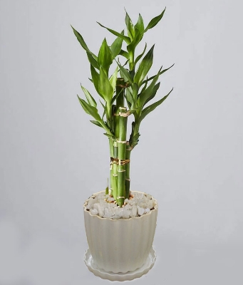 Picture of Lucky Bamboo plant design set 05 pcs plant with potting