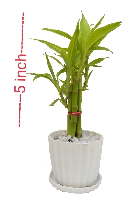 Picture of Lucky Bamboo plant design set 05 pcs plant with potting