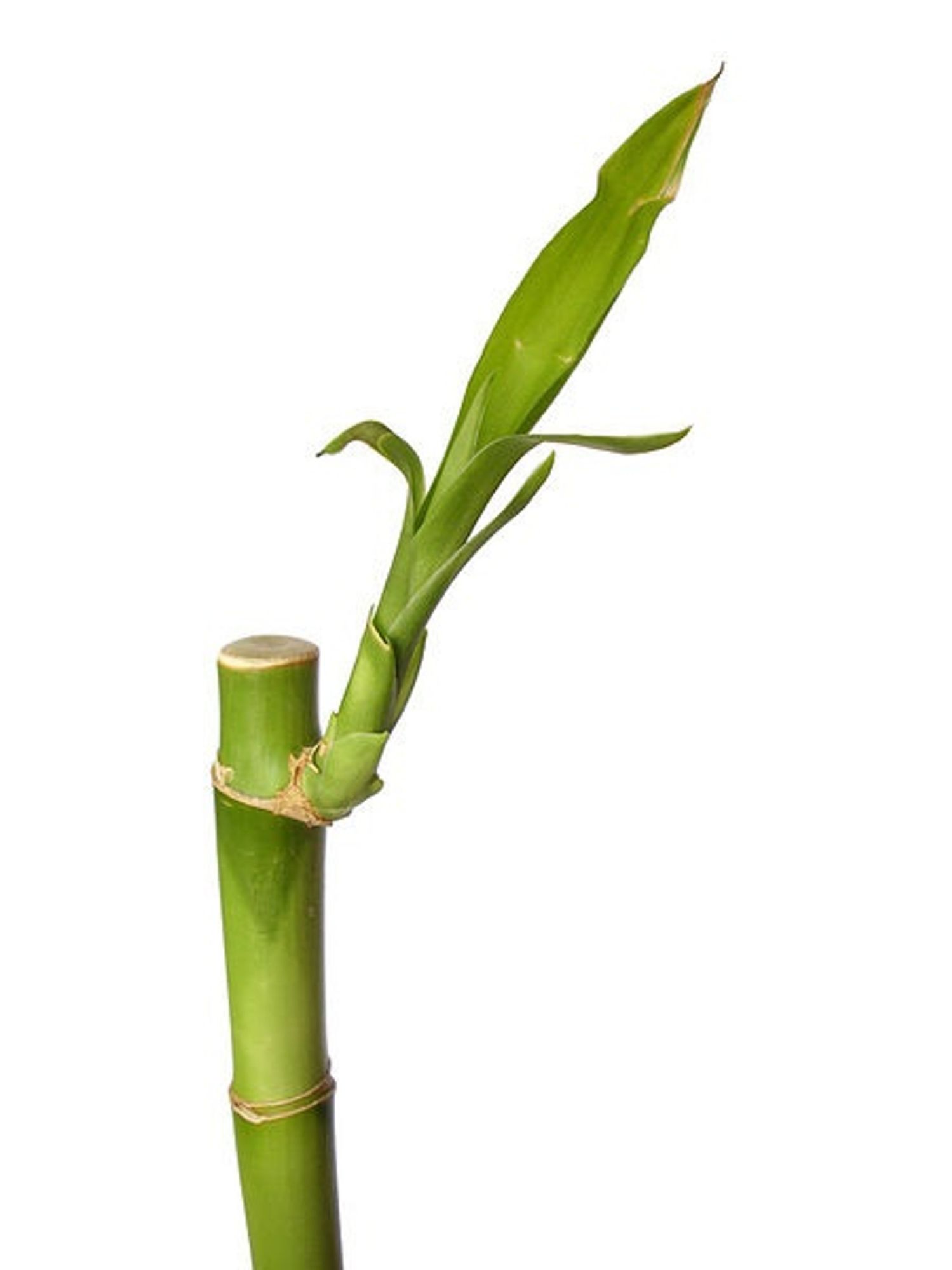 Picture of Lucky Bamboo plant design set 05 pcs plant with potting
