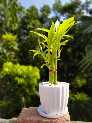 Picture of Lucky Bamboo plant design set 05 pcs plant with potting