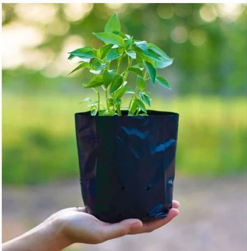 Picture of Nursery Black poly 6x6 inch 50 pcs folding system