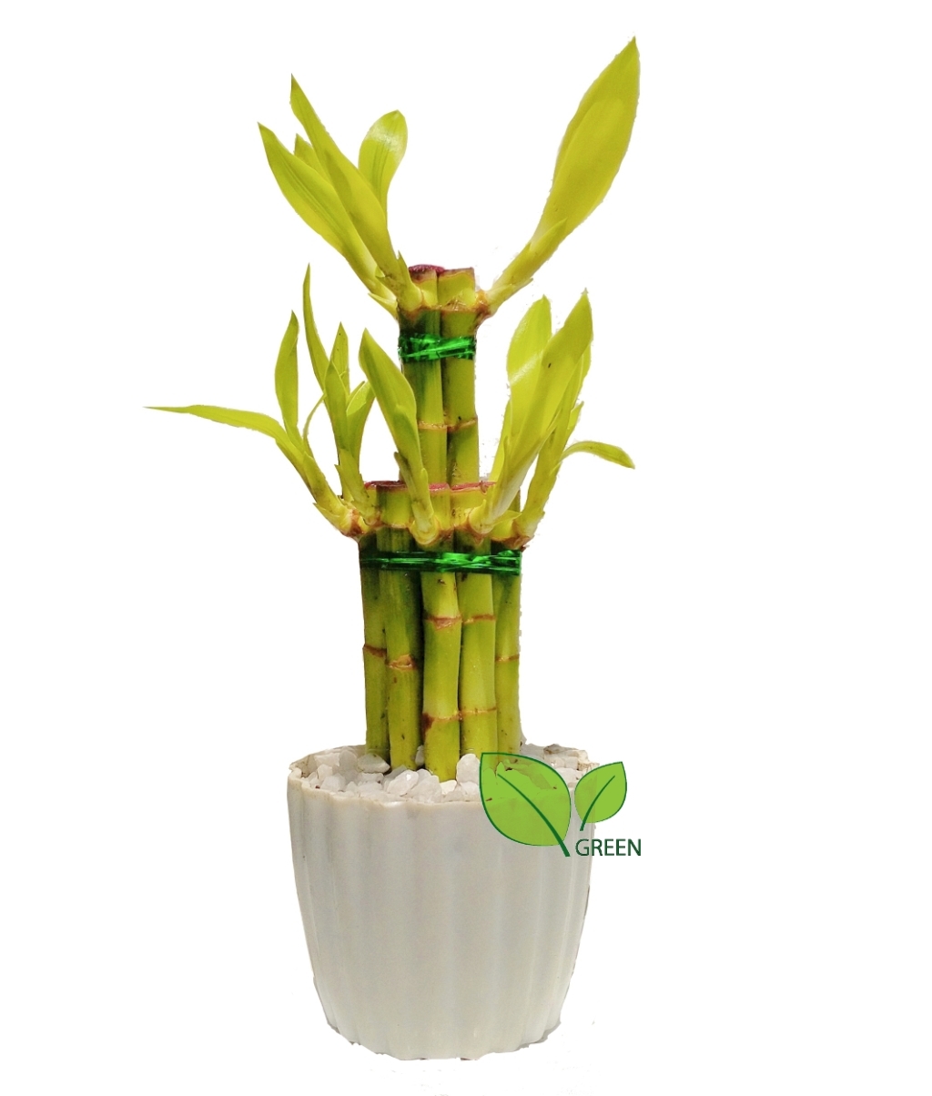 Picture of Lucky Bamboo Plant 02 layer Design with potting