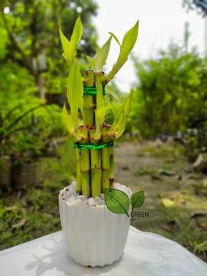 Picture of Lucky Bamboo Plant 02 layer Design with potting