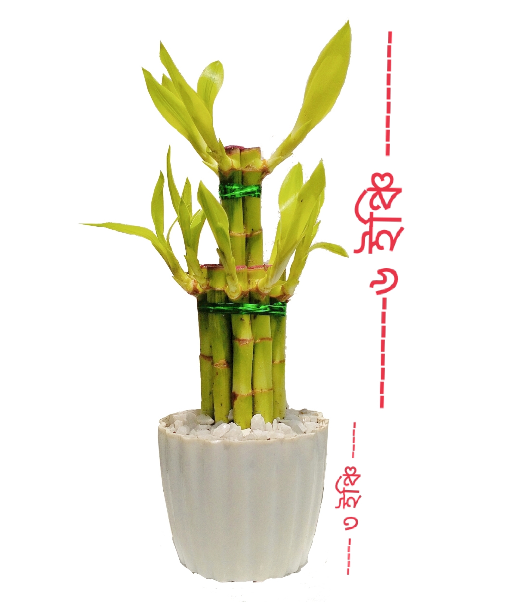 Picture of Lucky Bamboo Plant 02 layer Design with potting