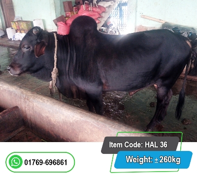 Picture of Local Bull (দেশি ষাঁড়) 280KG