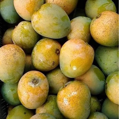 Picture of Garden Fresh Himshagor Mango 6 KG Pack (Rajshahi)