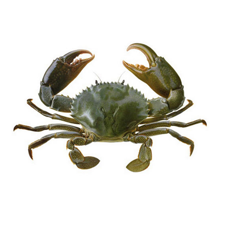 Buy ককড়-1-kg-packat Best Price