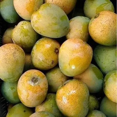 Picture of DS Garden Fresh Himshagor Mango