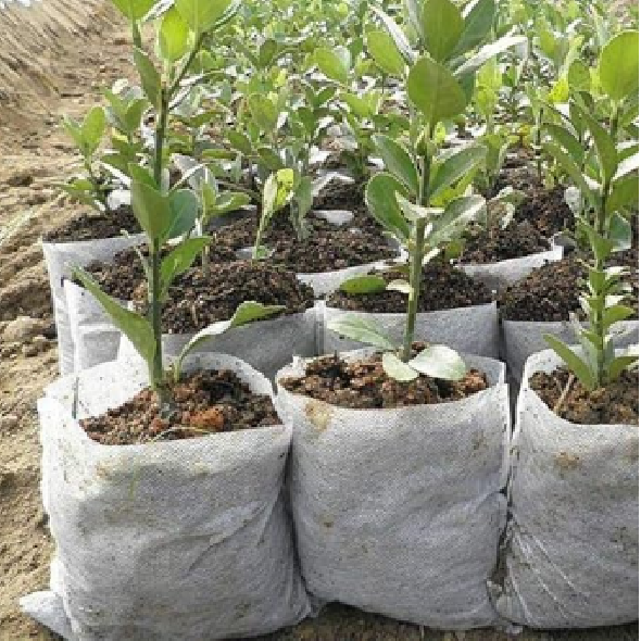 Picture of নার্সারি পলি ব্যাগ#Nursery Poly Bags/Grow Bags (5"x6" @500gm)