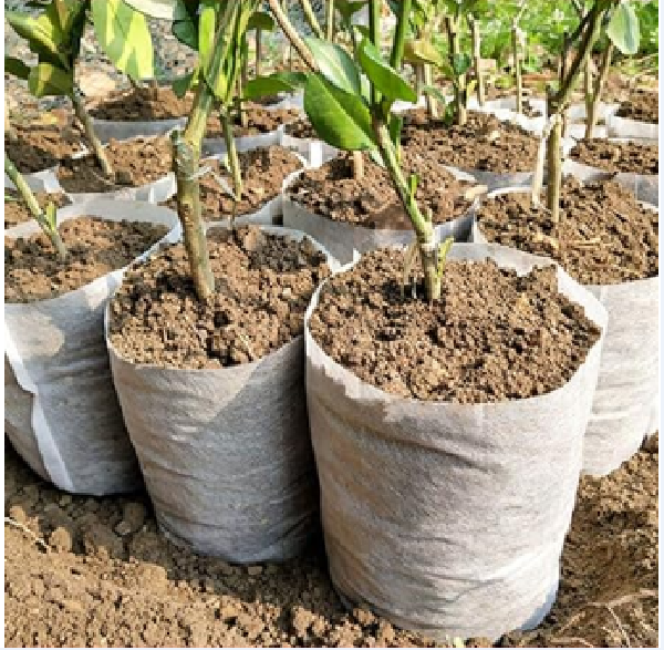 Picture of নার্সারি পলি ব্যাগ#Nursery Poly Bags/Grow Bags (5"x6" @500gm)