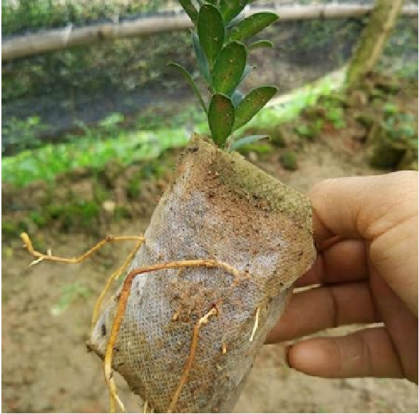 Picture of নার্সারি পলি ব্যাগ#Nursery Poly Bags/Grow Bags (5"x6" @500gm)