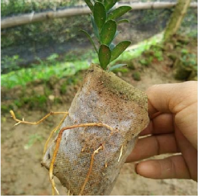 Picture of নার্সারি পলি ব্যাগ#Nursery Poly Bags/Grow Bags (5"x6" @500gm)