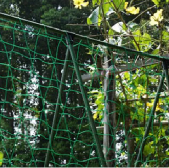 Picture of Agricultural Plants Trellis Net# Garden Climbing Plants Protect Netting (৮বাই ৫৫ হাত)